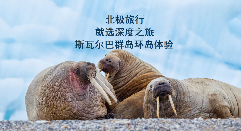 環(huán)島2.png